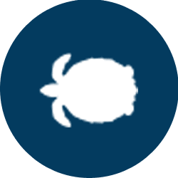 turtlehover